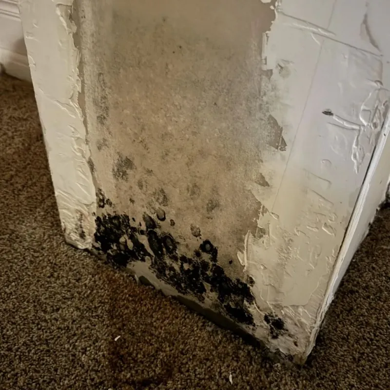 Professional Mold Removal in Harvard, MA